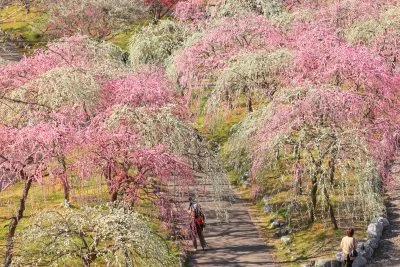 無料壁紙 梅林公園の通路。PCとデスクトップ壁紙に最適な4K高画質の無料壁紙。三重県いなべ市のいなべ市農業公園（梅林公園）で撮影したフリー写真素材