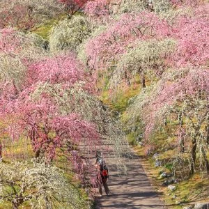 無料壁紙 梅林公園の通路。PCとデスクトップ壁紙に最適な4K高画質の無料壁紙。三重県いなべ市のいなべ市農業公園（梅林公園）で撮影したフリー写真素材