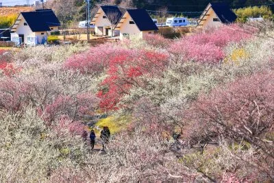 無料壁紙 ロッジと梅林。PCとデスクトップ壁紙に最適な4K高画質の無料壁紙。三重県いなべ市のいなべ市農業公園（梅林公園）で撮影したフリー写真素材