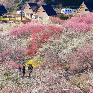 無料壁紙 ロッジと梅林。PCとデスクトップ壁紙に最適な4K高画質の無料壁紙。三重県いなべ市のいなべ市農業公園（梅林公園）で撮影したフリー写真素材