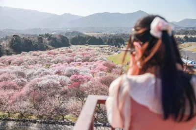 無料壁紙 展望台から眺める梅林公園。PCとデスクトップ壁紙に最適な4K高画質の無料壁紙。三重県いなべ市のいなべ市農業公園（梅林公園）で撮影したフリー写真素材