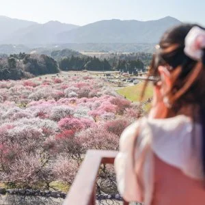 無料壁紙 展望台から眺める梅林公園。PCとデスクトップ壁紙に最適な4K高画質の無料壁紙。三重県いなべ市のいなべ市農業公園（梅林公園）で撮影したフリー写真素材