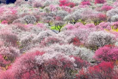 無料壁紙 見頃を迎えた梅林公園。PCとデスクトップ壁紙に最適な4K高画質の無料壁紙。三重県いなべ市のいなべ市農業公園（梅林公園）で撮影したフリー写真素材