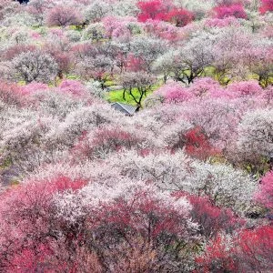 無料壁紙 見頃を迎えた梅林公園。PCとデスクトップ壁紙に最適な4K高画質の無料壁紙。三重県いなべ市のいなべ市農業公園（梅林公園）で撮影したフリー写真素材