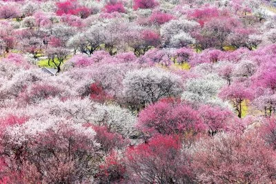 無料壁紙 展望台から眺める紅白の梅。PCとデスクトップ壁紙に最適な4K高画質の無料壁紙。三重県いなべ市のいなべ市農業公園（梅林公園）で撮影したフリー写真素材