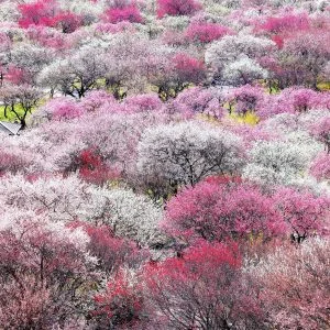 無料壁紙 展望台から眺める紅白の梅。PCとデスクトップ壁紙に最適な4K高画質の無料壁紙。三重県いなべ市のいなべ市農業公園（梅林公園）で撮影したフリー写真素材