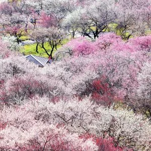 無料壁紙 咲き乱れる紅白の梅。PCとデスクトップ壁紙に最適な4K高画質の無料壁紙。三重県いなべ市のいなべ市農業公園（梅林公園）で撮影したフリー写真素材