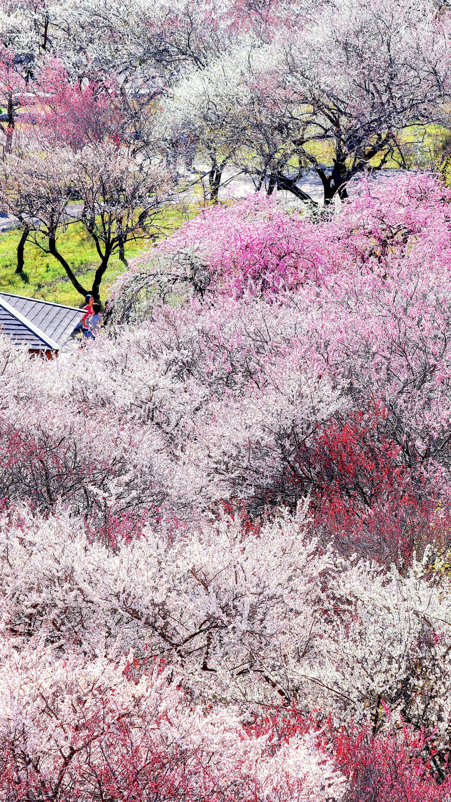 いなべ市農業公園（梅林公園）のフリー写真素材「咲き乱れる紅白の梅