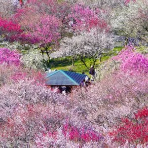 無料壁紙 梅林に囲まれて。PCとデスクトップ壁紙に最適な4K高画質の無料壁紙。三重県いなべ市のいなべ市農業公園（梅林公園）で撮影したフリー写真素材