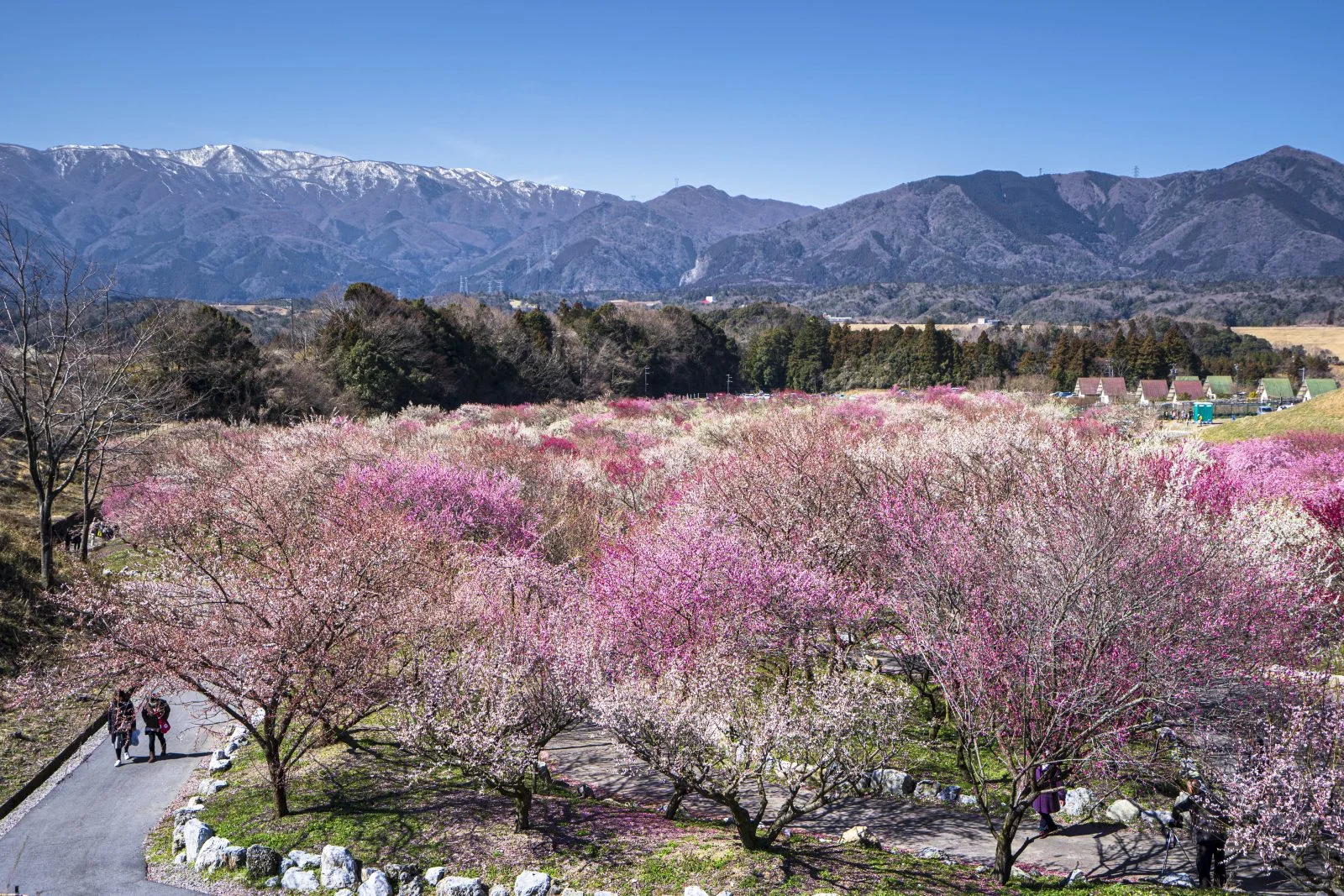 いなべ市農業公園（梅林公園）