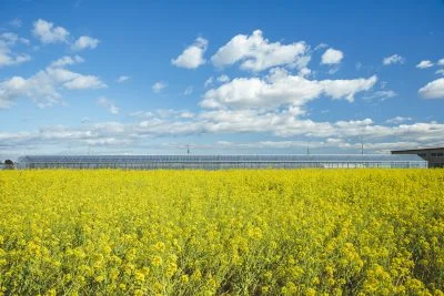 無料壁紙 青空と菜の花。PCとデスクトップ壁紙に最適な4K高画質の無料壁紙。三重県松阪市の伊勢寺の菜の花畑で撮影したフリー写真素材