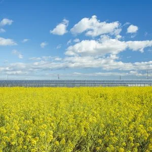 無料壁紙 青空と菜の花。PCとデスクトップ壁紙に最適な4K高画質の無料壁紙。三重県松阪市の伊勢寺の菜の花畑で撮影したフリー写真素材