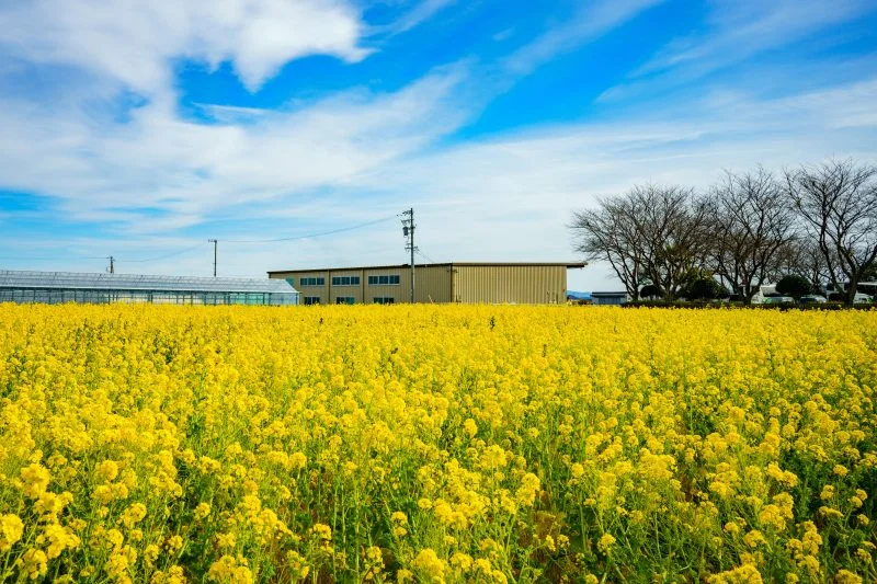 無料壁紙 満開の菜の花。PCとデスクトップ壁紙に最適な4K高画質の無料壁紙。三重県松阪市の伊勢寺の菜の花畑で撮影したフリー写真素材