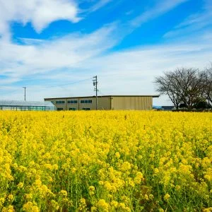 伊勢寺の菜の花畑のフリー写真素材