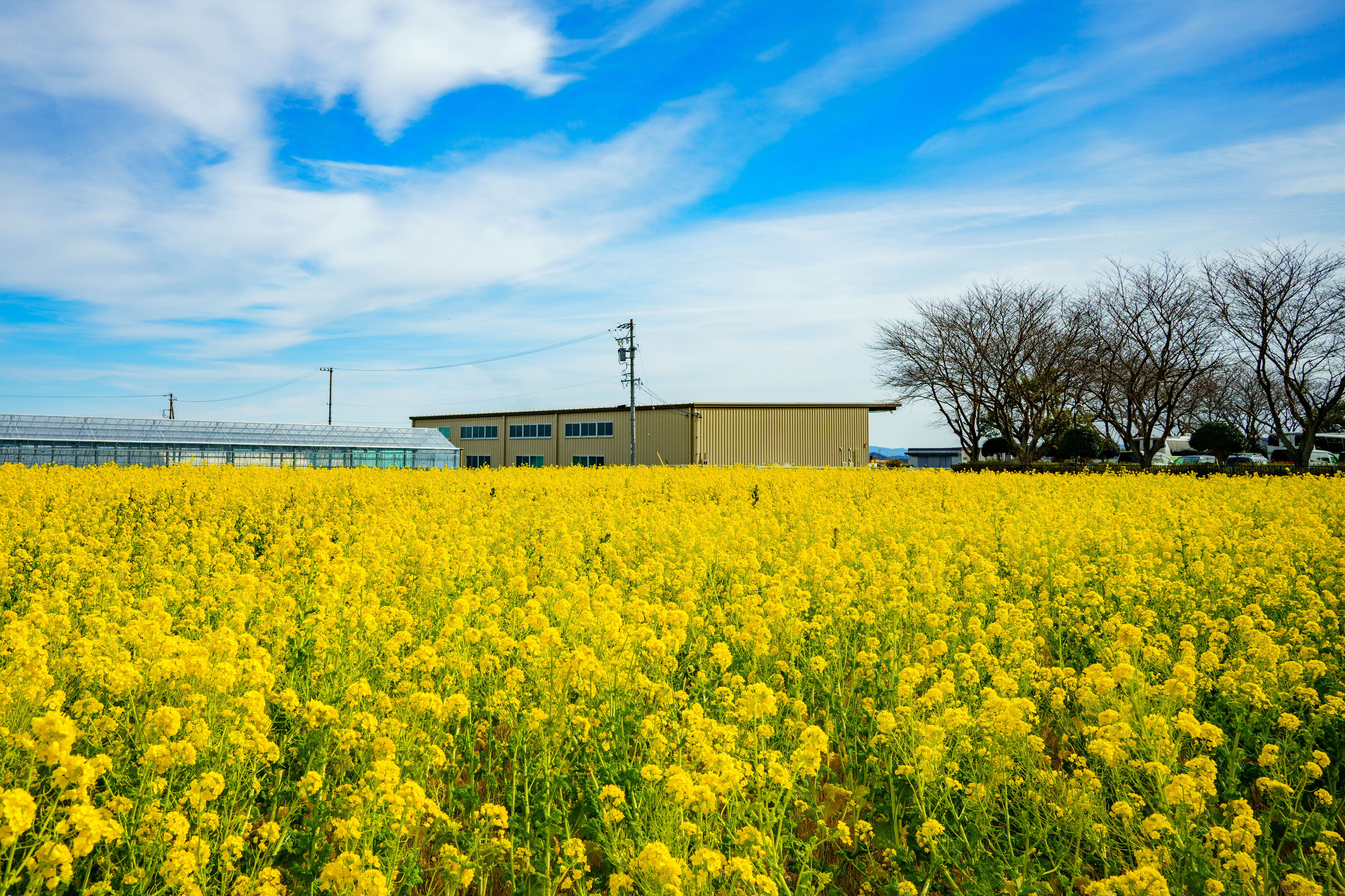 無料壁紙 満開の菜の花。PCとデスクトップ壁紙に最適な4K高画質の無料壁紙。三重県松阪市の伊勢寺の菜の花畑で撮影したフリー写真素材
