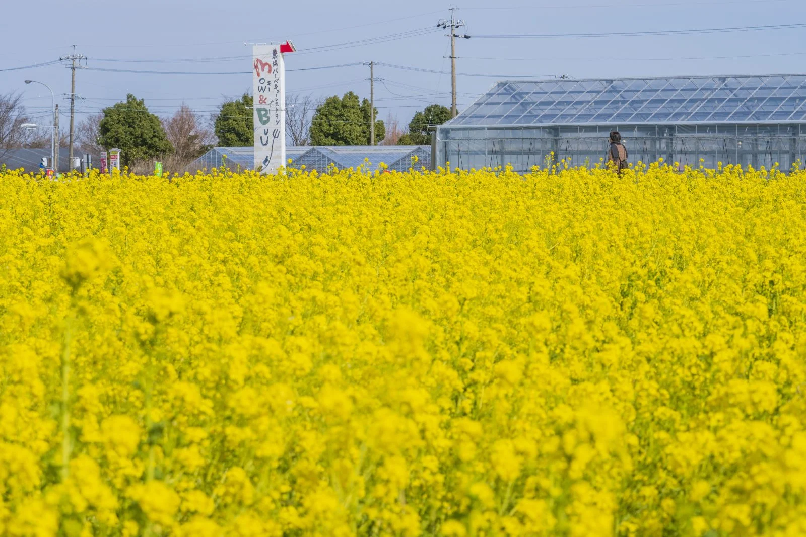 無料壁紙 目印の看板。PCとデスクトップ壁紙に最適な4K高画質の無料壁紙。三重県松阪市の伊勢寺の菜の花畑で撮影したフリー写真素材