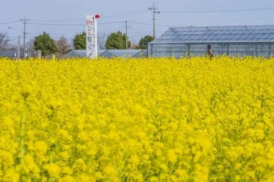 無料壁紙 目印の看板。PCとデスクトップ壁紙に最適な4K高画質の無料壁紙。三重県松阪市の伊勢寺の菜の花畑で撮影したフリー写真素材