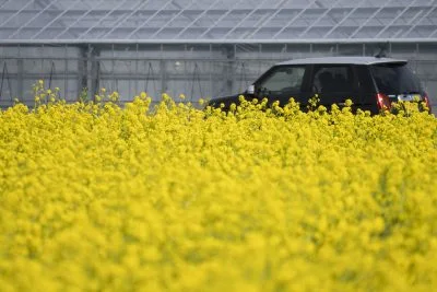 無料壁紙 菜の花ドライブ。PCとデスクトップ壁紙に最適な4K高画質の無料壁紙。三重県松阪市の伊勢寺の菜の花畑で撮影したフリー写真素材