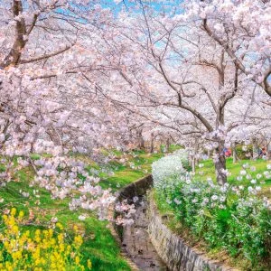 無料壁紙 春爛漫。PCとデスクトップ壁紙に最適な4K高画質の無料壁紙。三重県鈴鹿市の石垣池公園で撮影したフリー写真素材