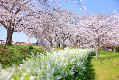 無料壁紙 雪柳並木が続く公園。PCとデスクトップ壁紙に最適な4K高画質の無料壁紙。三重県鈴鹿市の石垣池公園で撮影したフリー写真素材
