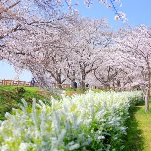 無料壁紙 雪柳並木が続く公園。PCとデスクトップ壁紙に最適な4K高画質の無料壁紙。三重県鈴鹿市の石垣池公園で撮影したフリー写真素材