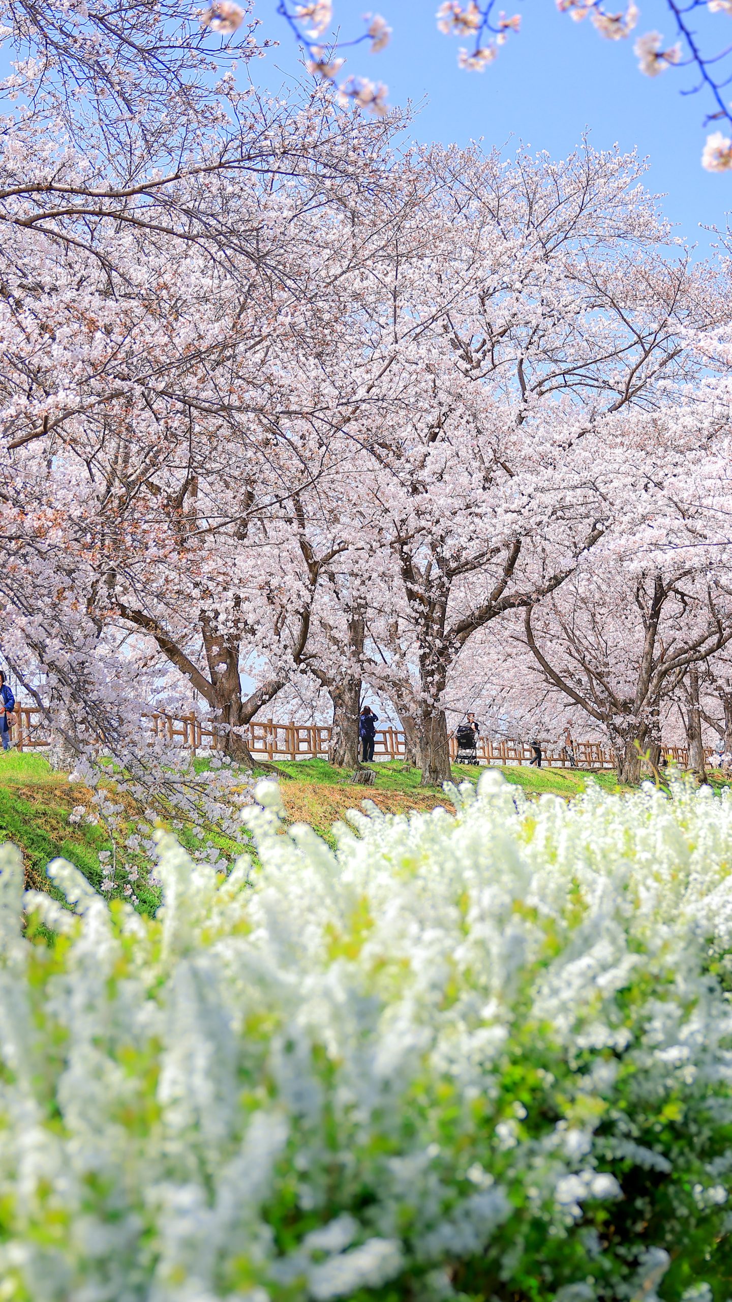 雪柳並木が続く公園(三重県鈴鹿市・石垣池公園)