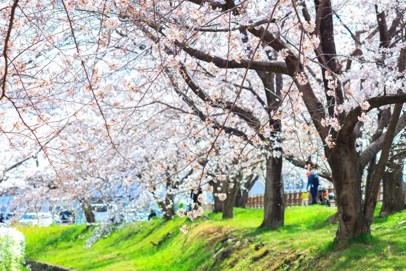 無料壁紙 桜並木と芝生。PCとデスクトップ壁紙に最適な4K高画質の無料壁紙。三重県鈴鹿市の石垣池公園で撮影したフリー写真素材