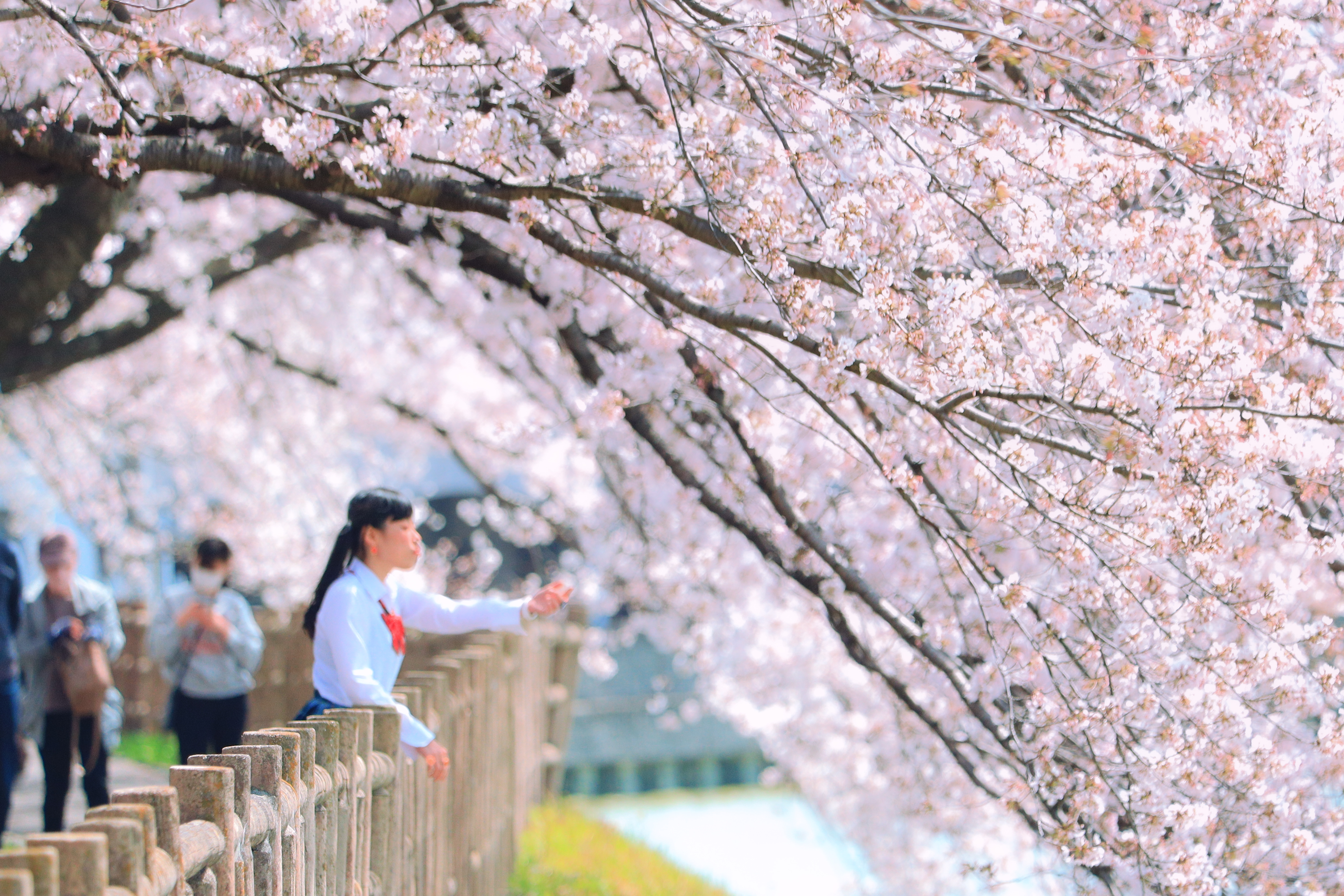 無料壁紙 桜ポートレート。PCとデスクトップ壁紙に最適な4K高画質の無料壁紙。三重県鈴鹿市の石垣池公園で撮影したフリー写真素材