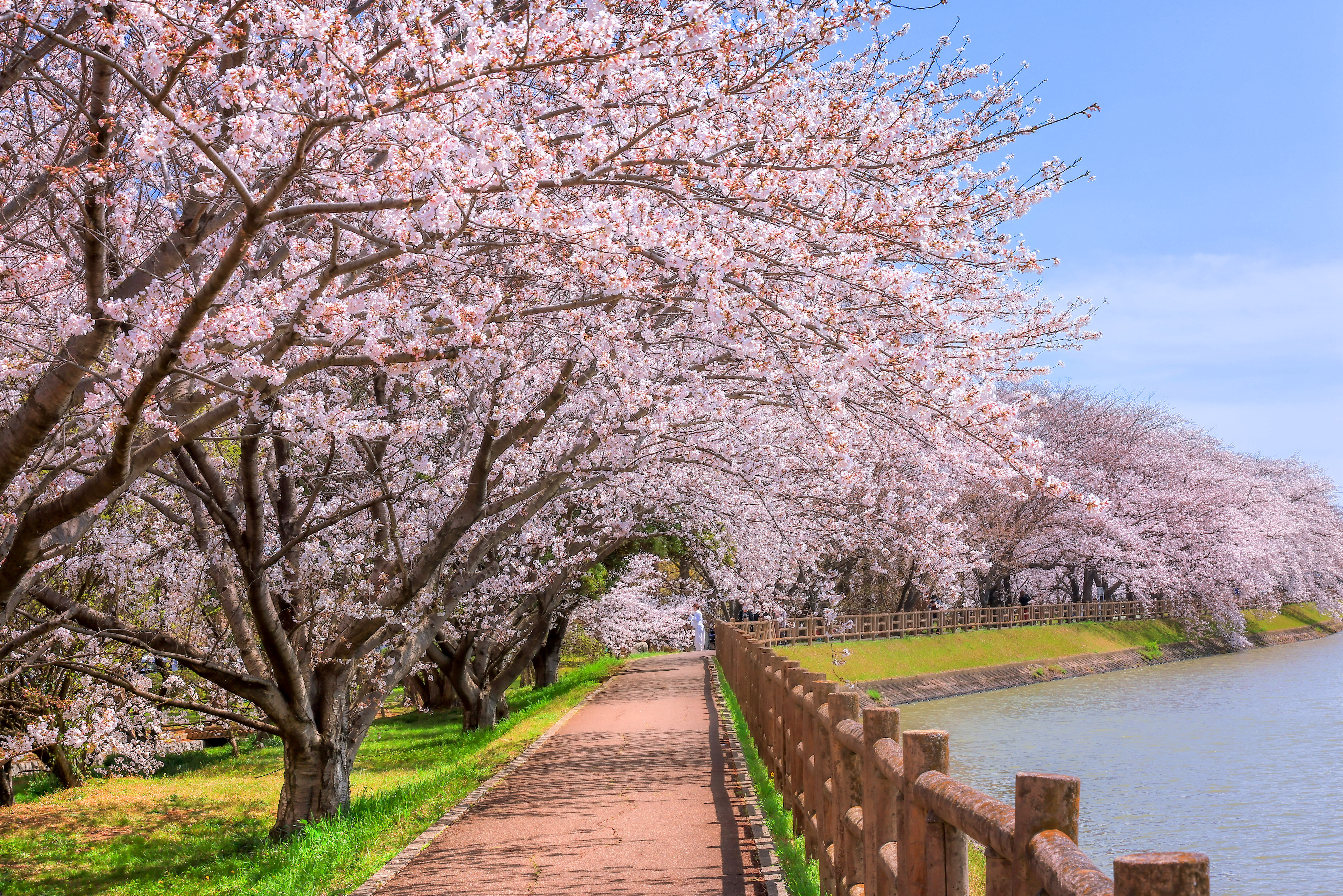 無料壁紙 桜並木が続く遊歩道。PCとデスクトップ壁紙に最適な4K高画質の無料壁紙。三重県鈴鹿市の石垣池公園で撮影したフリー写真素材