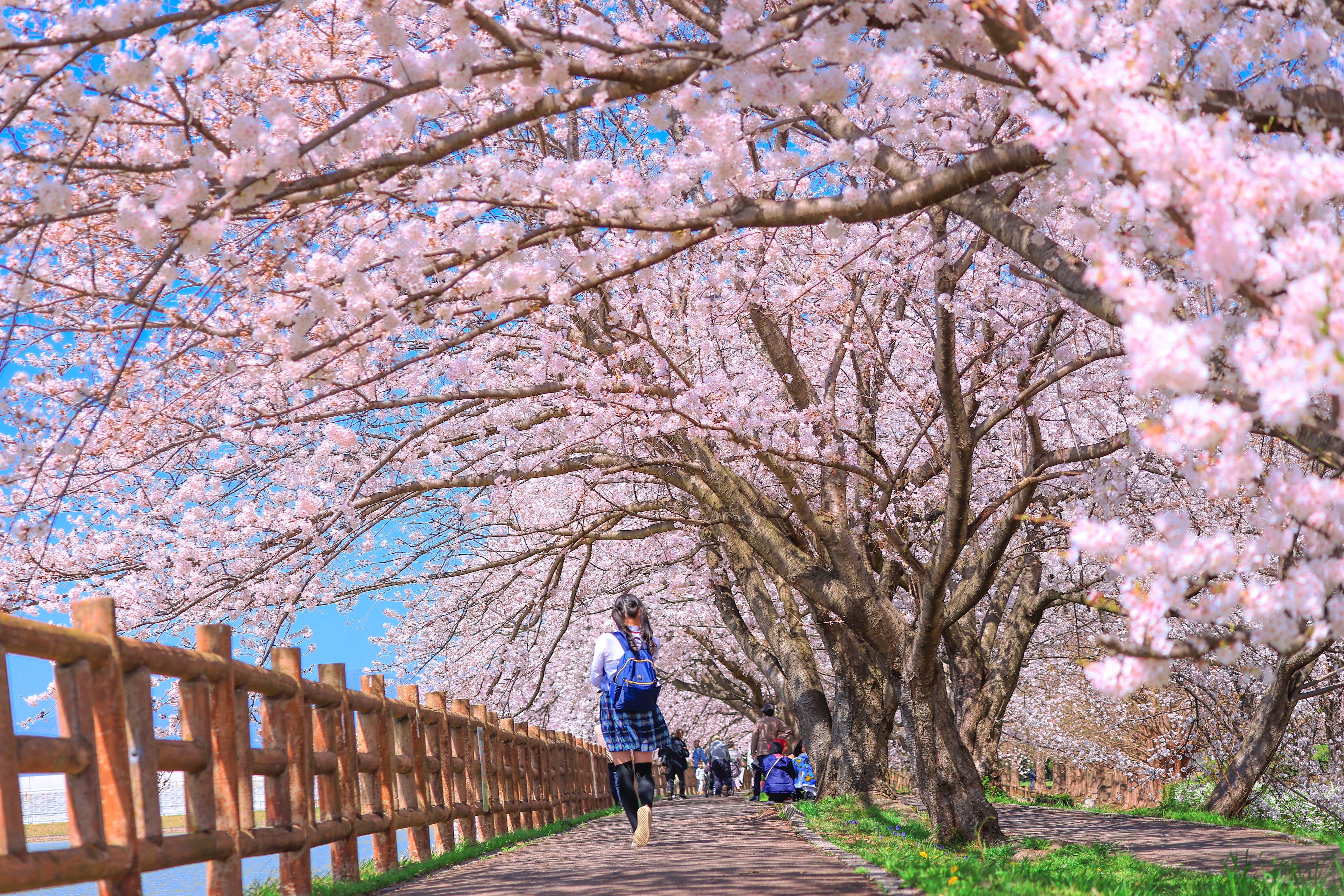 無料壁紙 桜トンネルを歩く。PCとデスクトップ壁紙に最適な4K高画質の無料壁紙。三重県鈴鹿市の石垣池公園で撮影したフリー写真素材