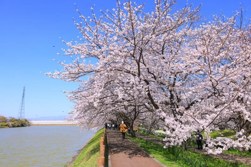 無料壁紙 桜並木の入口。PCとデスクトップ壁紙に最適な4K高画質の無料壁紙。三重県鈴鹿市の石垣池公園で撮影したフリー写真素材