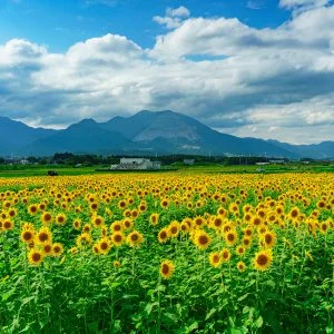 上笠田のひまわり畑のフリー写真素材