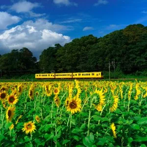 無料壁紙 青空とひまわりと三岐鉄道。PCとデスクトップ壁紙に最適な4K高画質の無料壁紙。三重県いなべ市の上笠田のひまわり畑で撮影したフリー写真素材