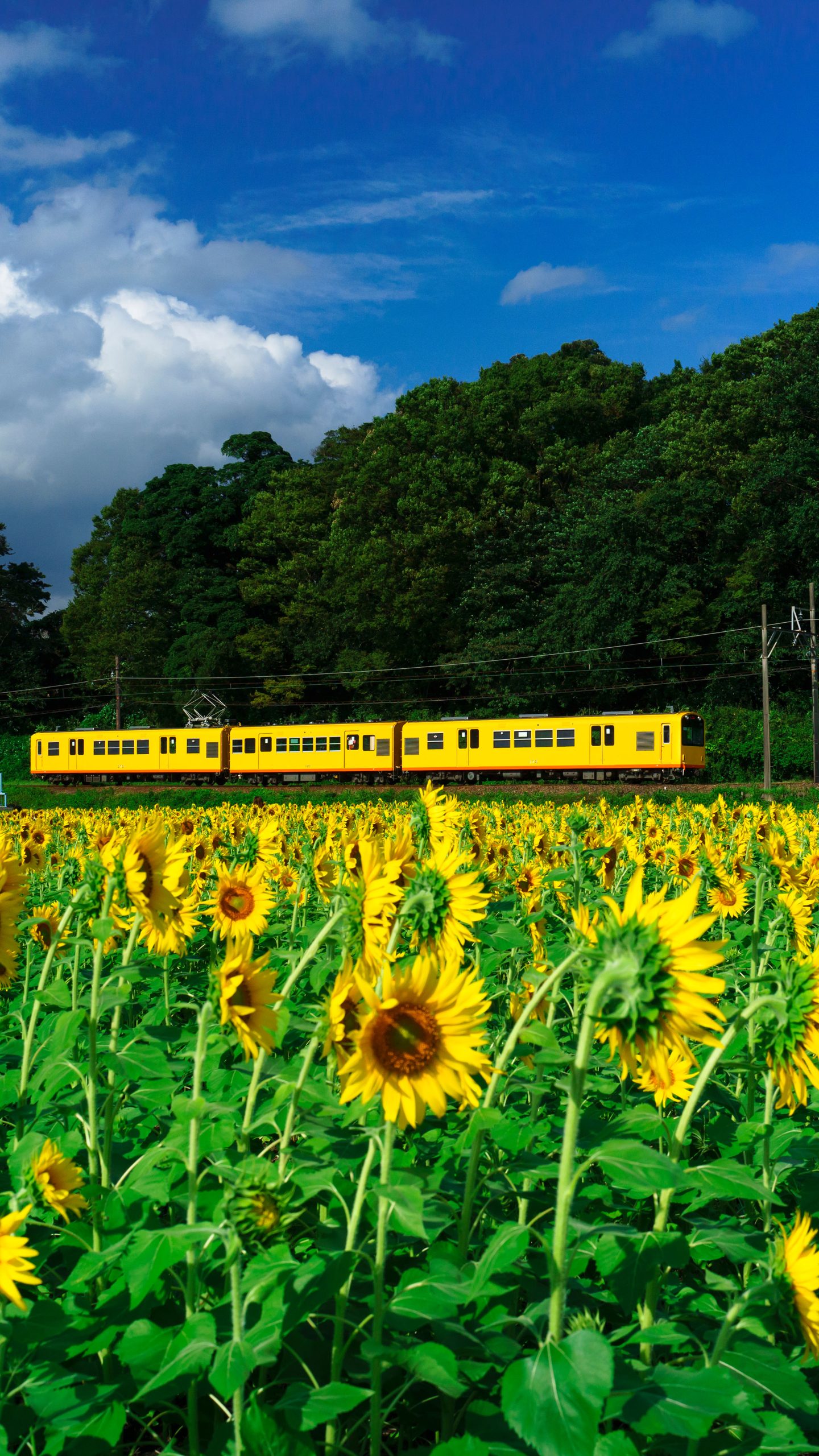 青空とひまわりと三岐鉄道(三重県いなべ市・上笠田のひまわり畑)