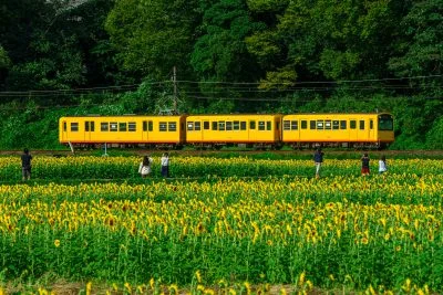 無料壁紙 ひまわり畑のそばを走る三岐鉄道。PCとデスクトップ壁紙に最適な4K高画質の無料壁紙。三重県いなべ市の上笠田のひまわり畑で撮影したフリー写真素材