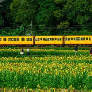 無料壁紙 ひまわり畑のそばを走る三岐鉄道。PCとデスクトップ壁紙に最適な4K高画質の無料壁紙。三重県いなべ市の上笠田のひまわり畑で撮影したフリー写真素材