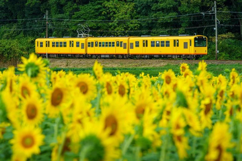 無料壁紙 三岐鉄道とひまわり畑。PCとデスクトップ壁紙に最適な4K高画質の無料壁紙。三重県いなべ市の上笠田のひまわり畑で撮影したフリー写真素材