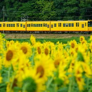 無料壁紙 三岐鉄道とひまわり畑。PCとデスクトップ壁紙に最適な4K高画質の無料壁紙。三重県いなべ市の上笠田のひまわり畑で撮影したフリー写真素材