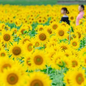 無料壁紙 ひまわりに囲まれて。PCとデスクトップ壁紙に最適な4K高画質の無料壁紙。三重県いなべ市の上笠田のひまわり畑で撮影したフリー写真素材