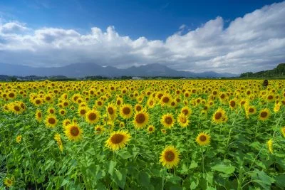 無料壁紙 夏色。PCとデスクトップ壁紙に最適な4K高画質の無料壁紙。三重県いなべ市の上笠田のひまわり畑で撮影したフリー写真素材