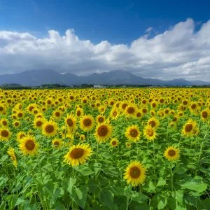 無料壁紙 夏色。PCとデスクトップ壁紙に最適な4K高画質の無料壁紙。三重県いなべ市の上笠田のひまわり畑で撮影したフリー写真素材