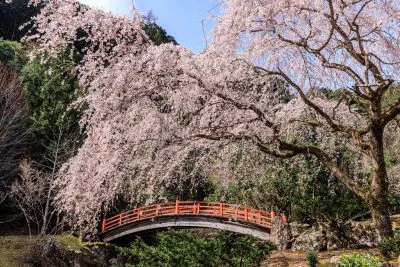 無料壁紙 忠五郎桜と赤い橋と青空。PCとデスクトップ壁紙に最適な4K高画質の無料壁紙。三重県大紀町の笠木渓谷で撮影したフリー写真素材