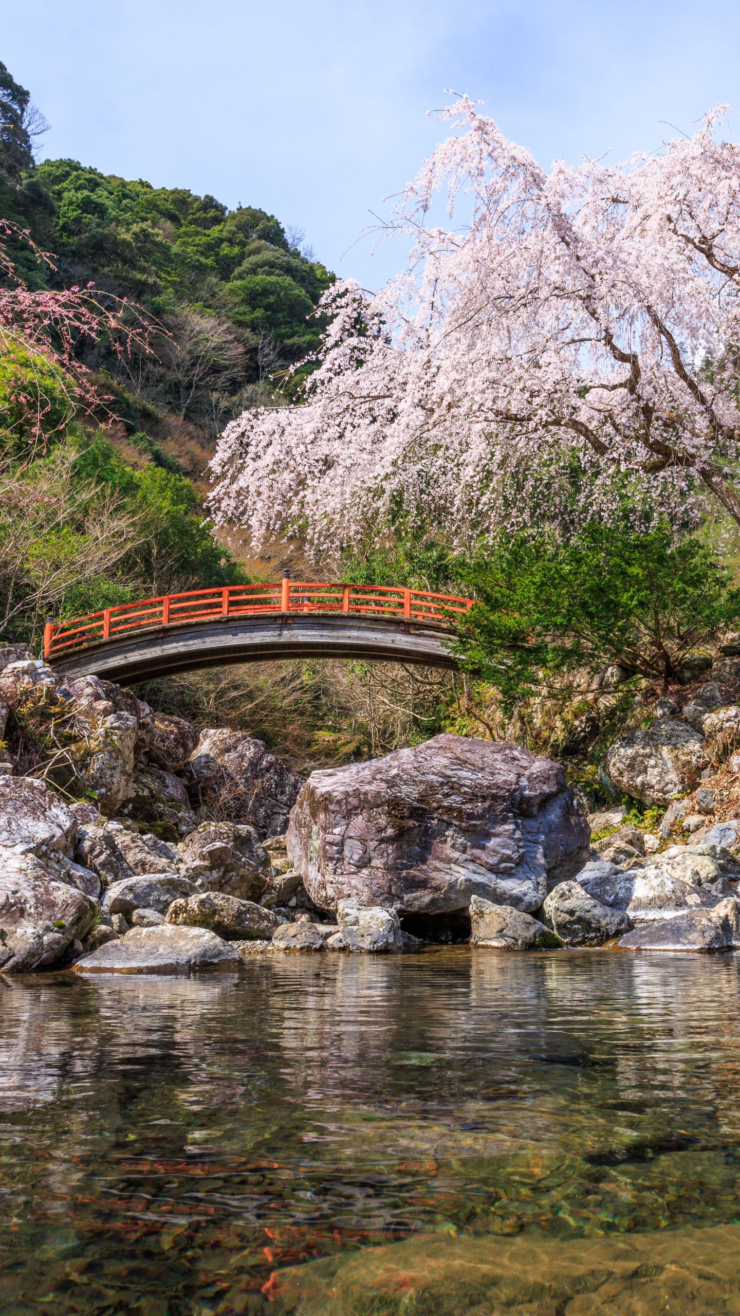 笠木川の清流と忠五郎桜(三重県大紀町・笠木渓谷)
