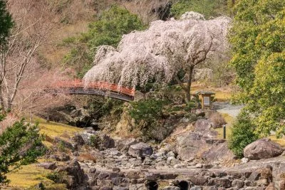 無料壁紙 ２代目忠五郎桜の周辺にある石橋。PCとデスクトップ壁紙に最適な4K高画質の無料壁紙。三重県大紀町の笠木渓谷で撮影したフリー写真素材