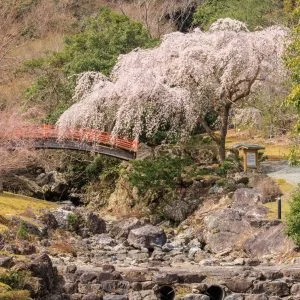 無料壁紙 ２代目忠五郎桜の周辺にある石橋。PCとデスクトップ壁紙に最適な4K高画質の無料壁紙。三重県大紀町の笠木渓谷で撮影したフリー写真素材