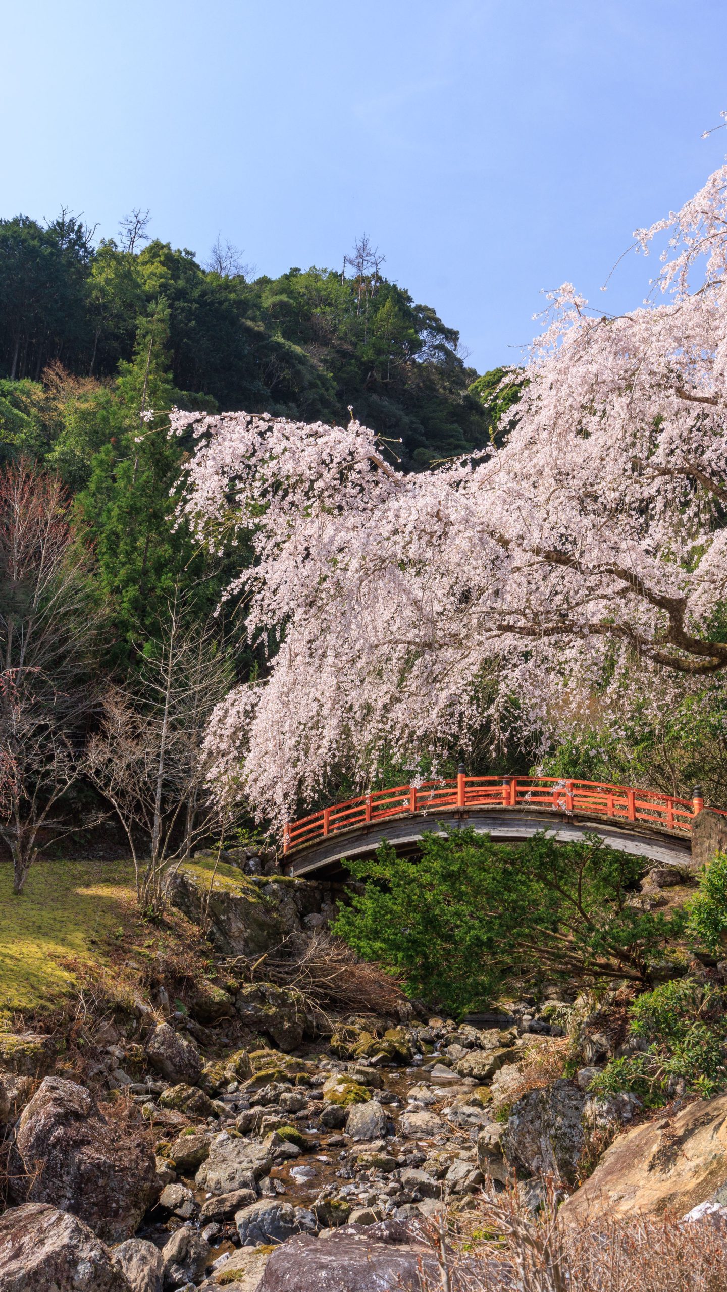 2代目忠五郎桜の周辺通路(三重県大紀町・笠木渓谷)