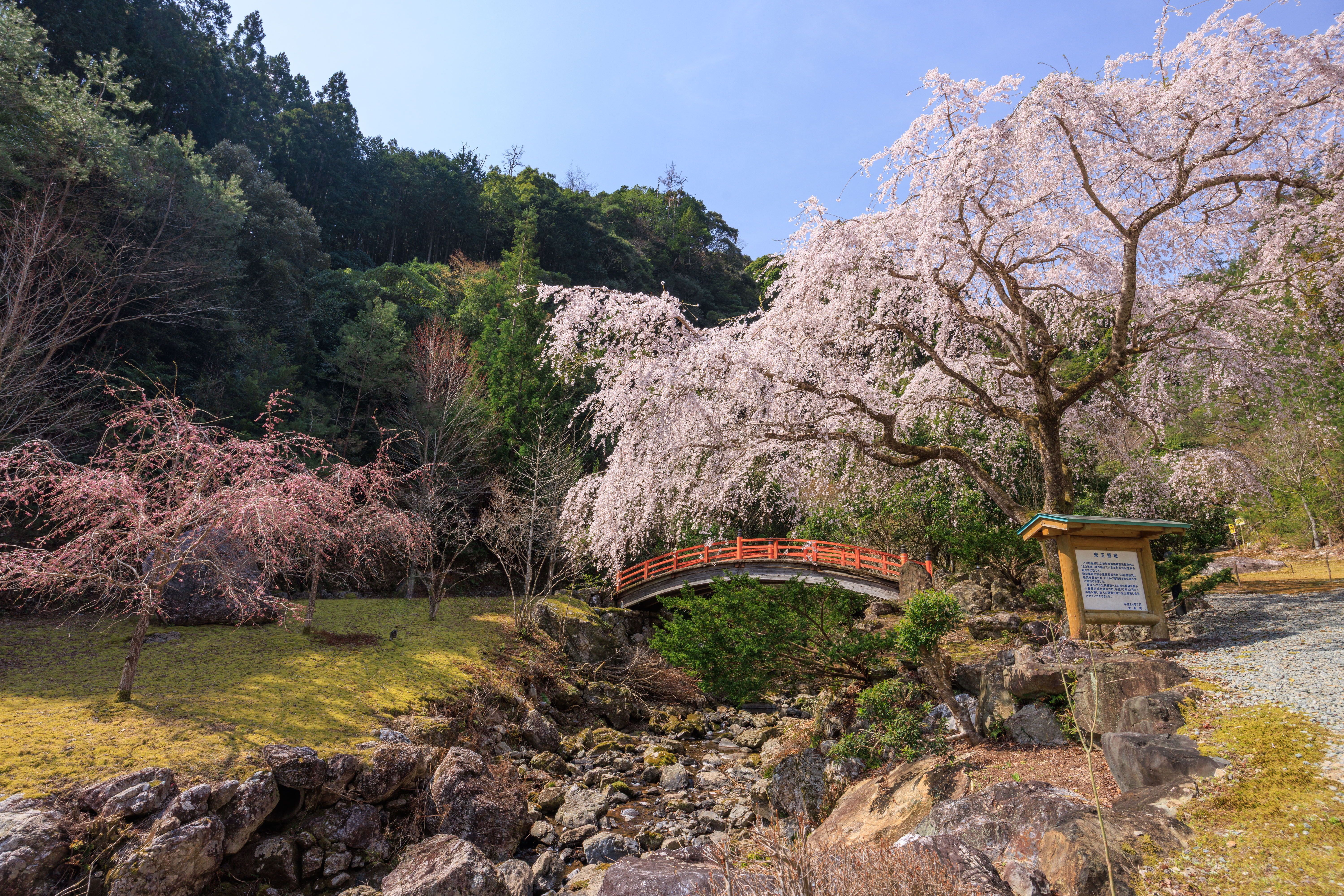 無料壁紙 2代目忠五郎桜の周辺通路。PCとデスクトップ壁紙に最適な4K高画質の無料壁紙。三重県大紀町の笠木渓谷で撮影したフリー写真素材