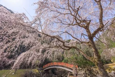 無料壁紙 ２代目忠五郎桜の下から青空を眺める。PCとデスクトップ壁紙に最適な4K高画質の無料壁紙。三重県大紀町の笠木渓谷で撮影したフリー写真素材