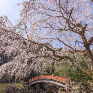 無料壁紙 ２代目忠五郎桜の下から青空を眺める。PCとデスクトップ壁紙に最適な4K高画質の無料壁紙。三重県大紀町の笠木渓谷で撮影したフリー写真素材