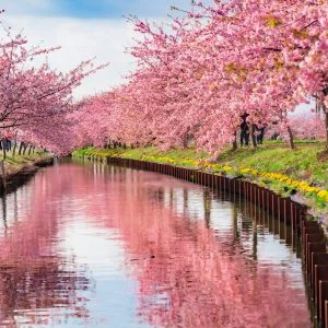 無料壁紙 河津桜リフレクション。PCとデスクトップ壁紙に最適な4K高画質の無料壁紙。三重県松阪市の笠松河津桜ロードで撮影したフリー写真素材